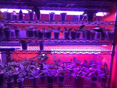 plant/Mystery hoya cuttings bundle 3x-2-thumbnail