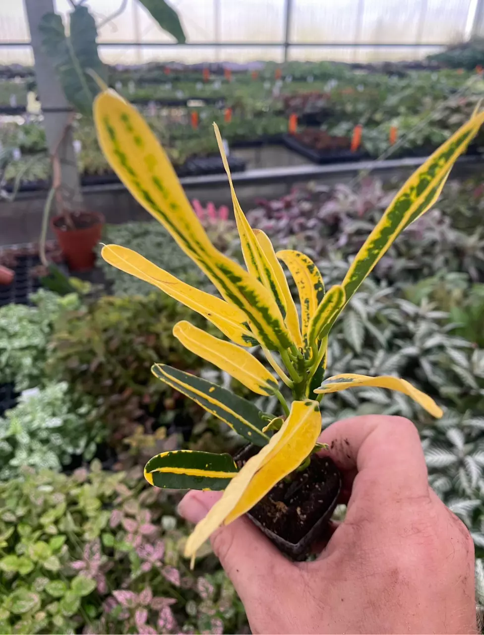 plant/Banana croton starter plant growers choice-0
