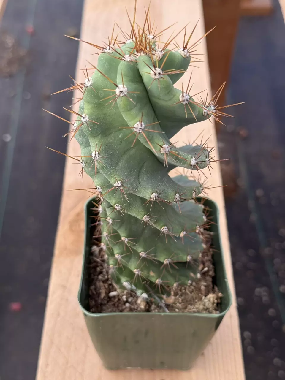 plant/Cereus forbesii spiralis | Spiral Cactus | Standard 3.5” Pot-1