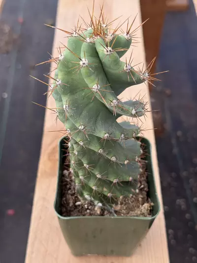 plant/Cereus forbesii spiralis | Spiral Cactus | Standard 3.5” Pot-1-thumbnail