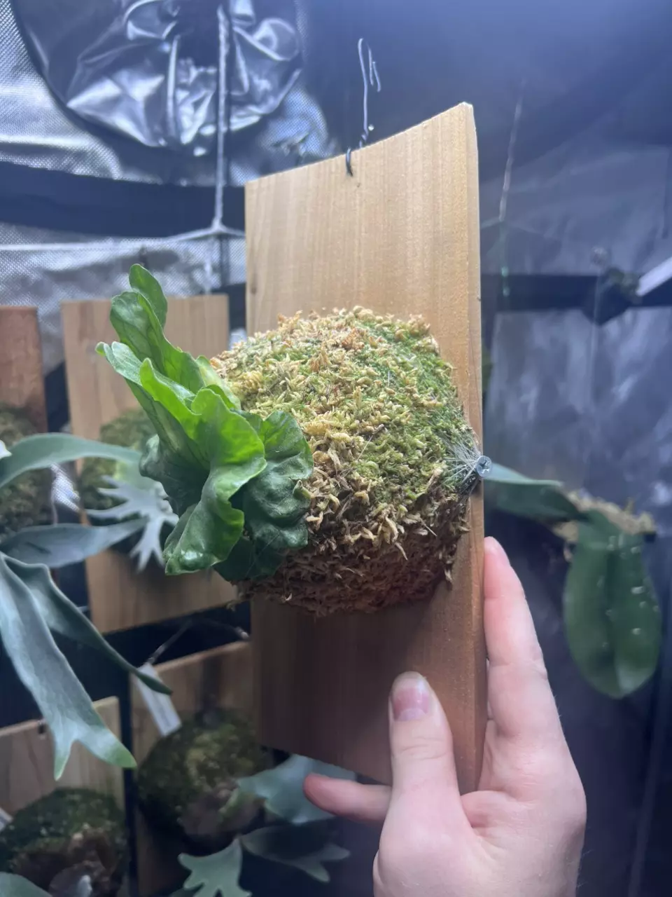 plant/Platycerium wandae Dwarf-1