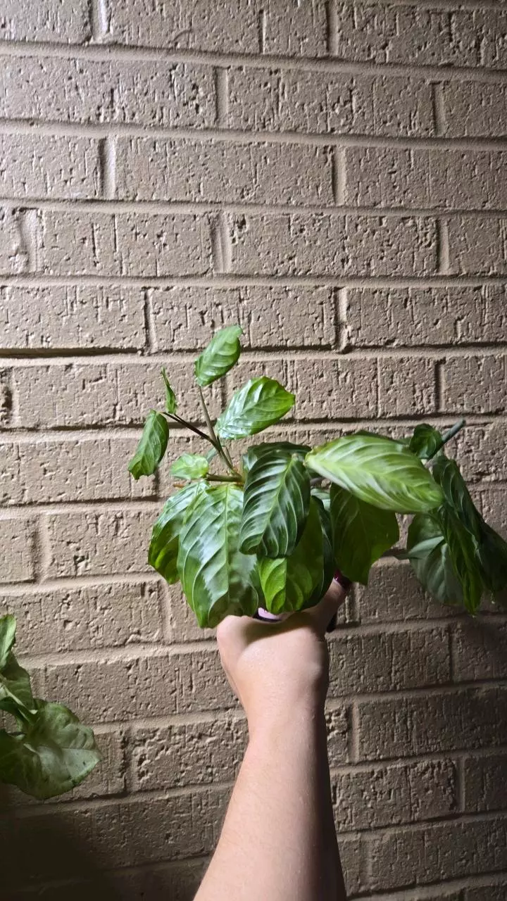 plant/Silver Band Prayer Plant-2