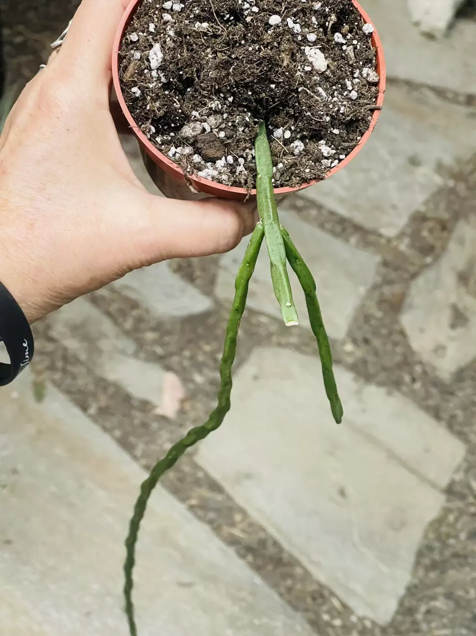 plant/Rhipsalis Pacheco Leonis ssp. Catenulata 30”-0