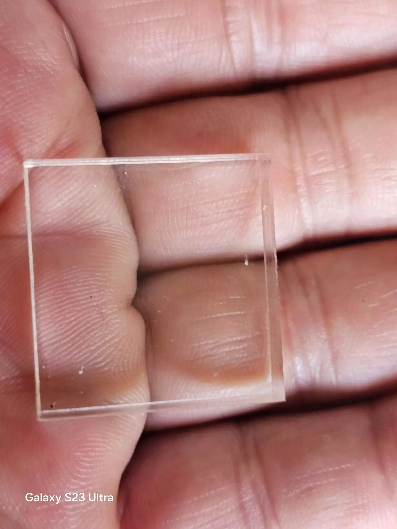 plant/Mounting specimen square-4