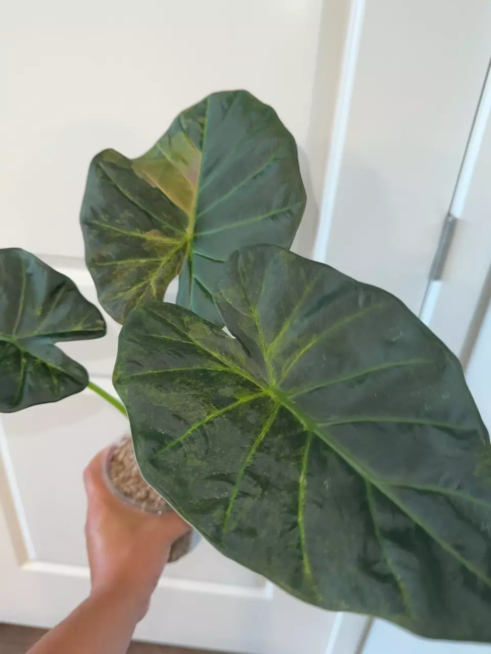 plant/Regal Shield Aurea CHUNKY Corm-4