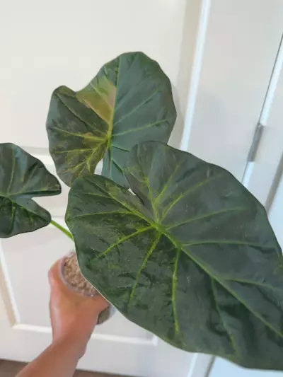 plant/Regal Shield Aurea CHUNKY Corm-4-thumbnail