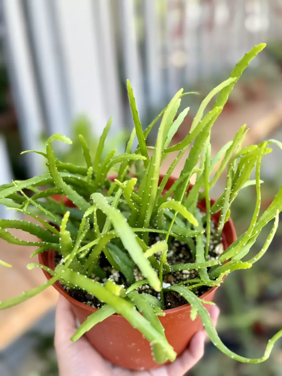 plant/6” Rhipsalis Boliviana (lover’s choice)-1