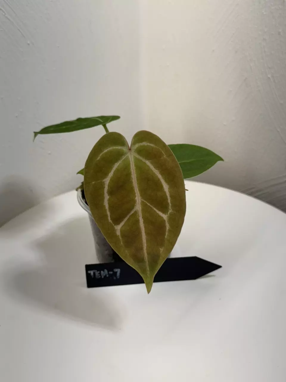 plant/TEM-7 BB Hybrid “Tehlu” x Doc Block “Michelle”-0