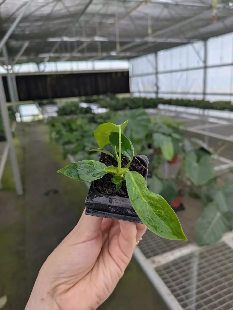 plant/Philodendron patriciae starter plant growers choice-6