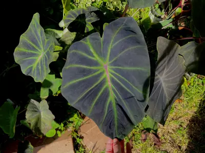 plant/Colocasia Lightsaber *STARTER*-2-thumbnail