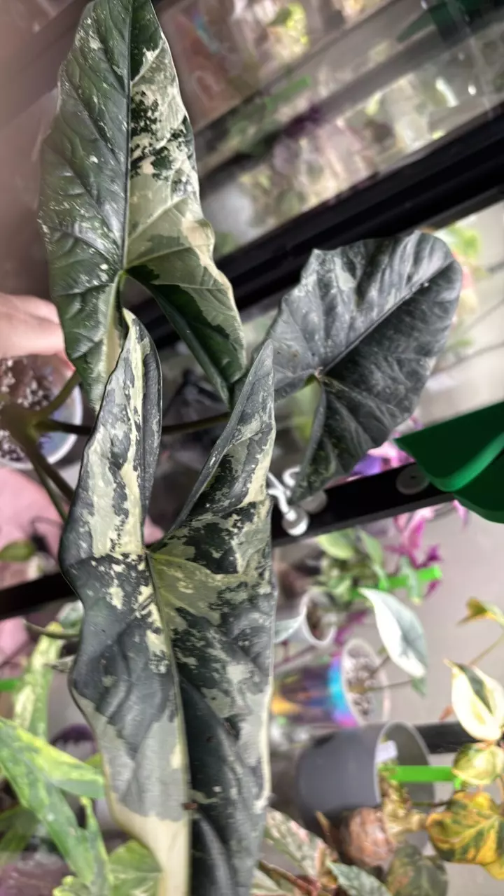 plant/Alocasia simpo albo corm-1