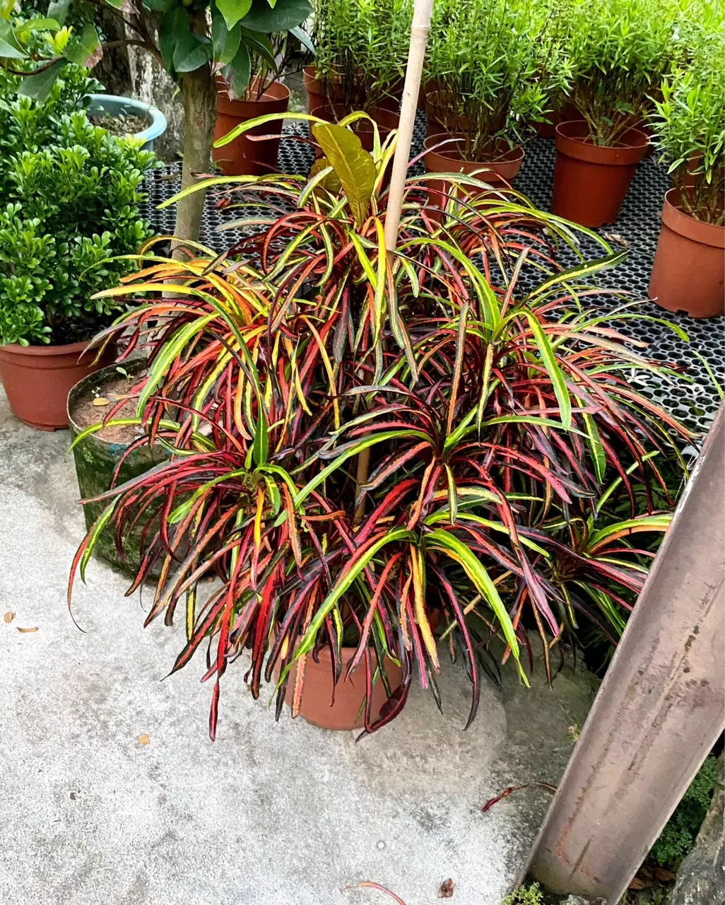 plant/Croton zanzibar starter plant growers choice-0