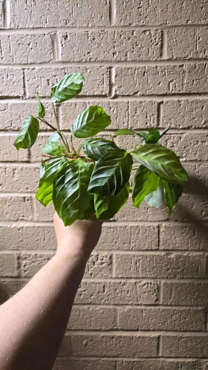 plant/Silver Band Prayer Plant-0