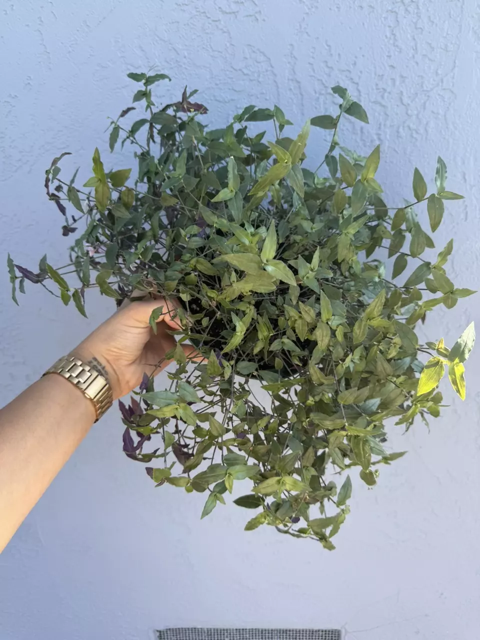 plant/6” Tradescantia Tahitian ‘Bridal Veil’-1
