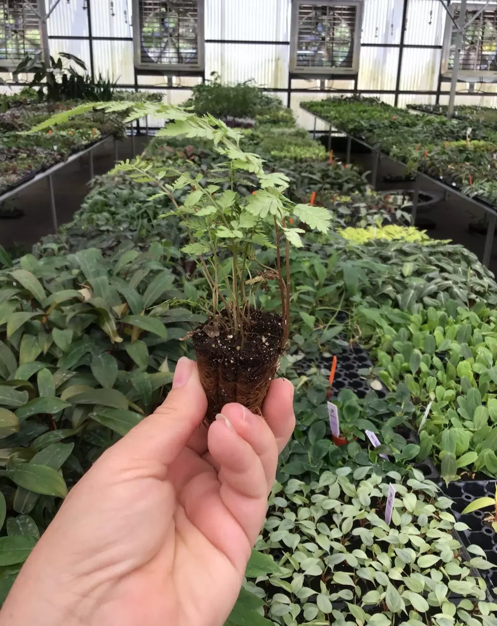 plant/Pearly white fern starter plant growers choice-4