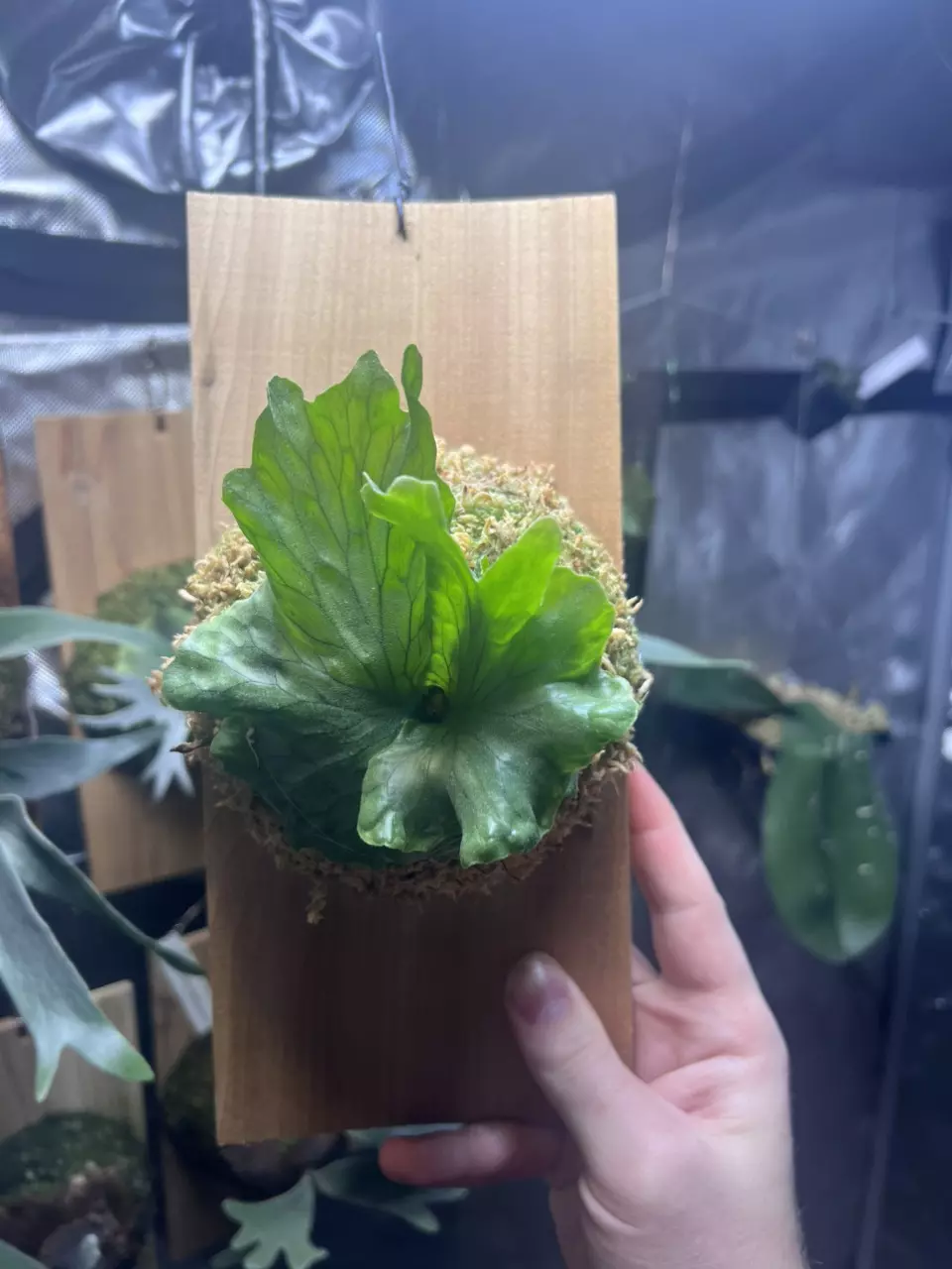 plant/Platycerium wandae Dwarf-0