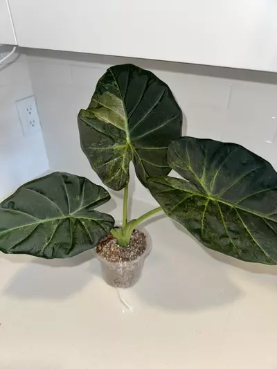 plant/Regal Shield Aurea CHUNKY Corm-1-thumbnail