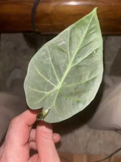 plant/Alocasia regal shields-0-thumbnail