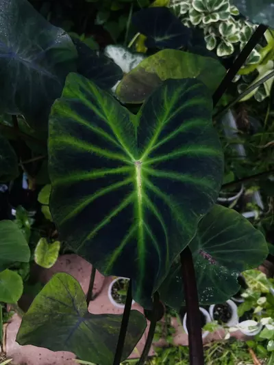 plant/Colocasia Lightsaber *STARTER*-0-thumbnail