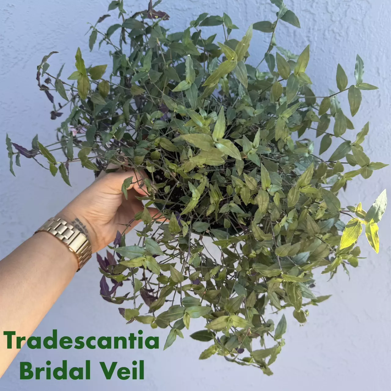 plant/6” Tradescantia Tahitian ‘Bridal Veil’-0