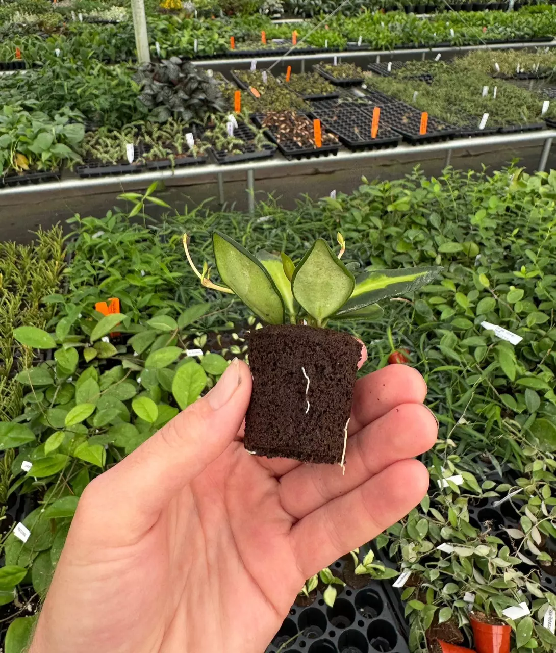 plant/Variegated hoya ds-70 starter plant growers choice-4