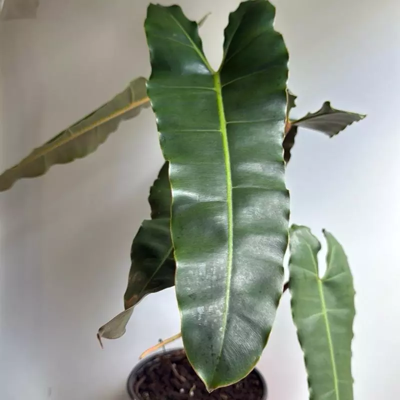 plant/Philodendron Black billietiae Billietiae x Atabapoense 6" pot-1