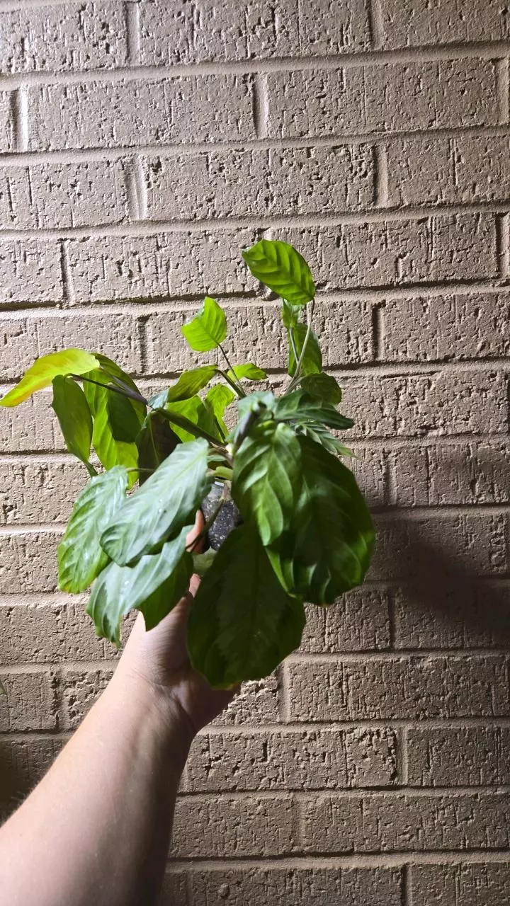 plant/Silver Band Prayer Plant-1