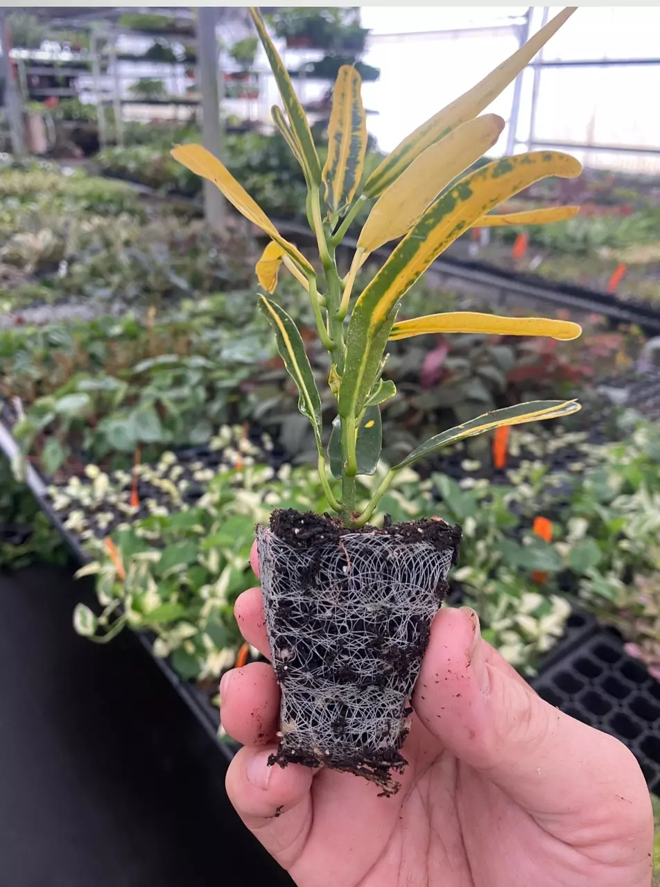 plant/Banana croton starter plant growers choice-3