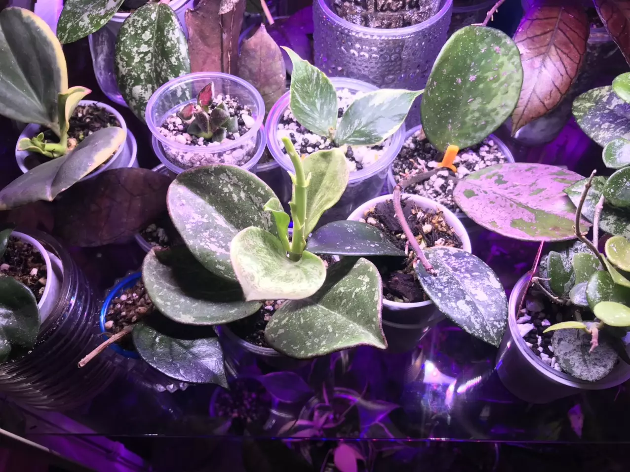 plant/Mystery hoya cuttings bundle 3x-0