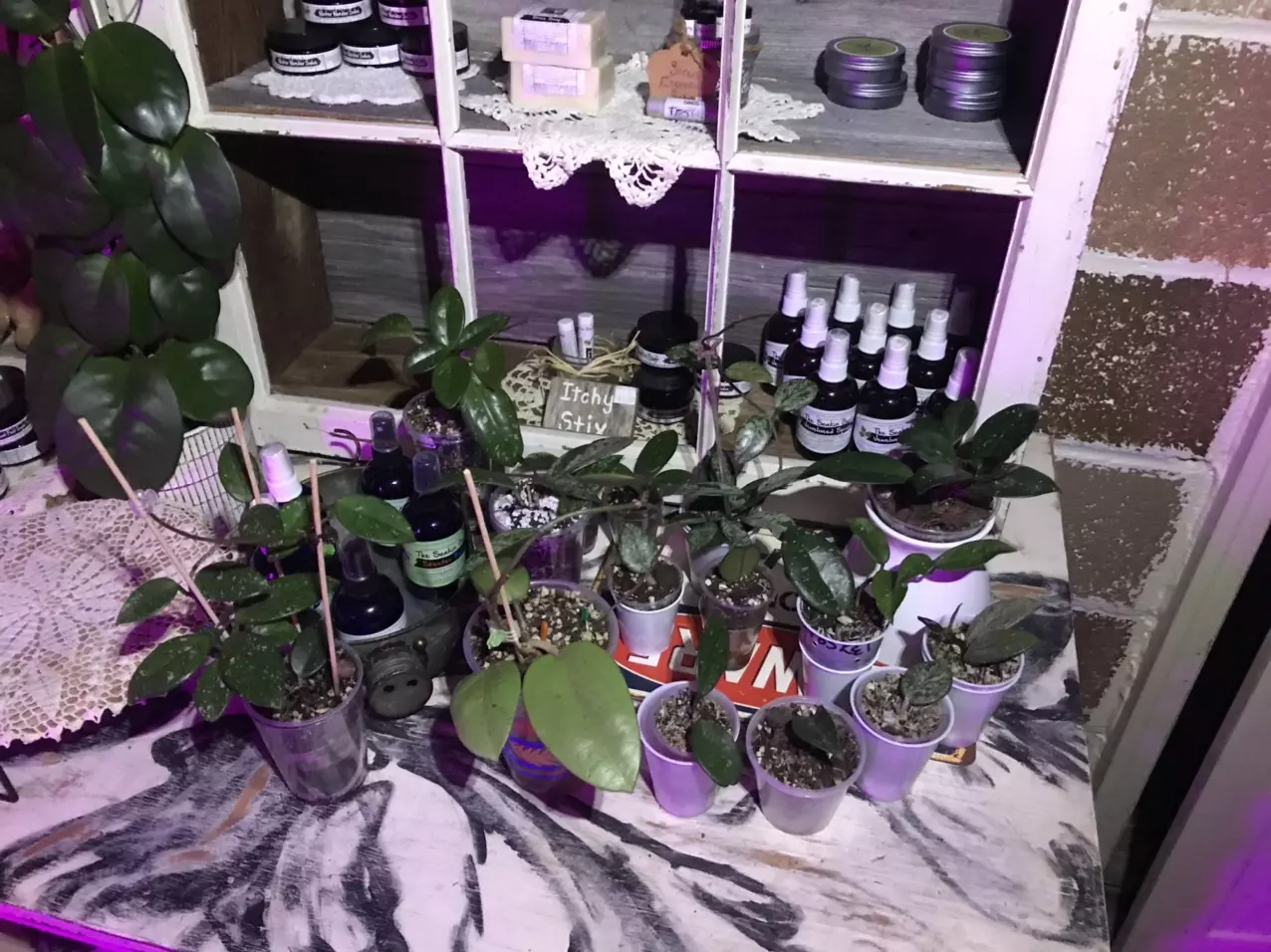 plant/Mystery hoya cuttings bundle 3x-6