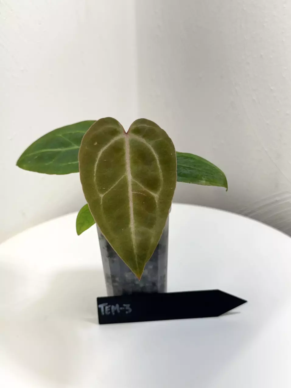 plant/TEM-3 BB Hybrid “Tehlu” x Doc Block “Michelle”-0