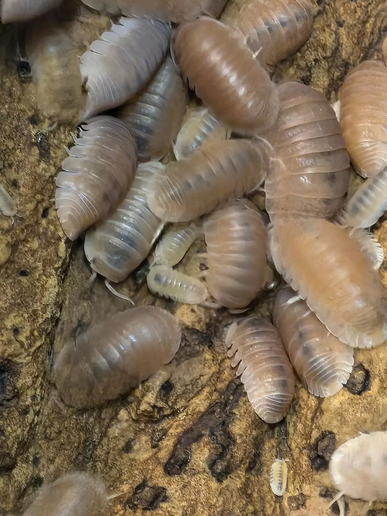 plant/C.murina Papaya 10ct-1