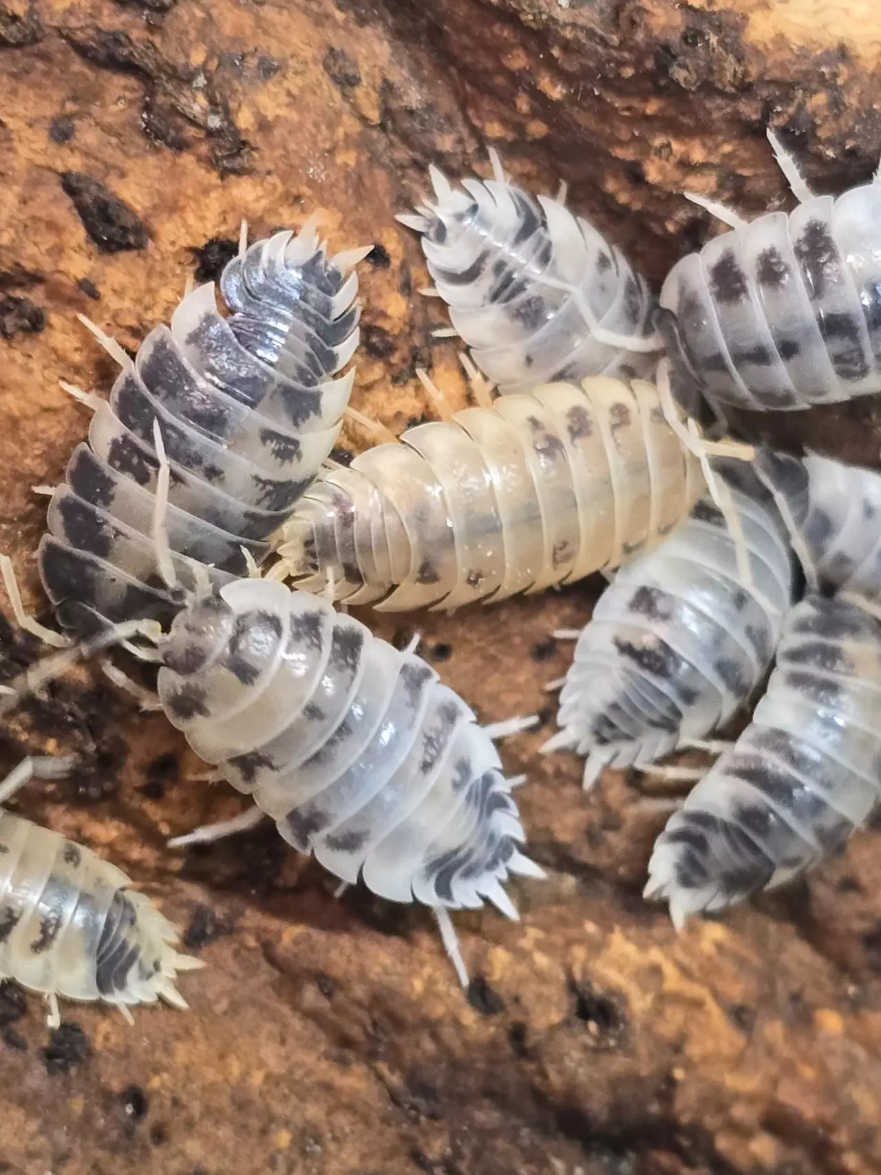 plant/P.laevis Dairy Cow 10ct-1