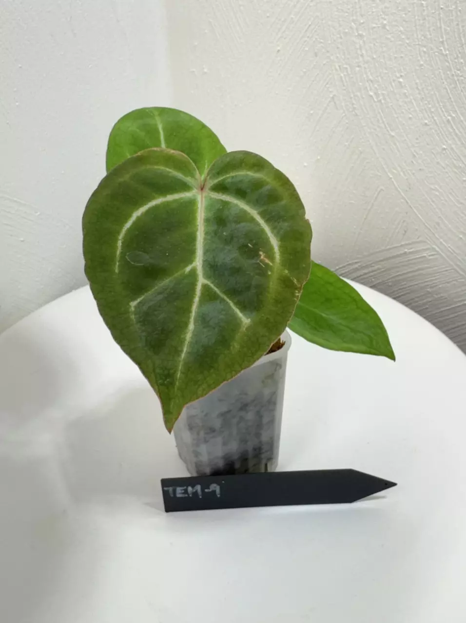 plant/TEM-9 BB Hybrid “Tehlu” x Doc Block “Michelle”-0