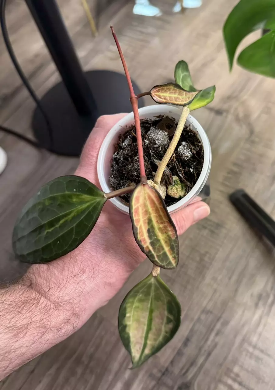 plant/Hoya latifolia 'Pot of Gold'-1
