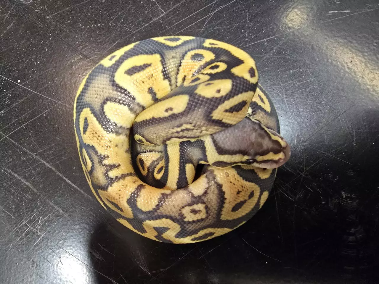 plant/Hypo Pastel 66% Het Pied Female-1