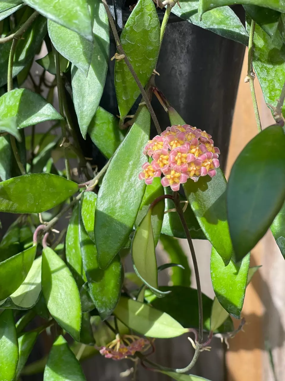plant/Hoya Bilobata starter plant growers choice DD4-0