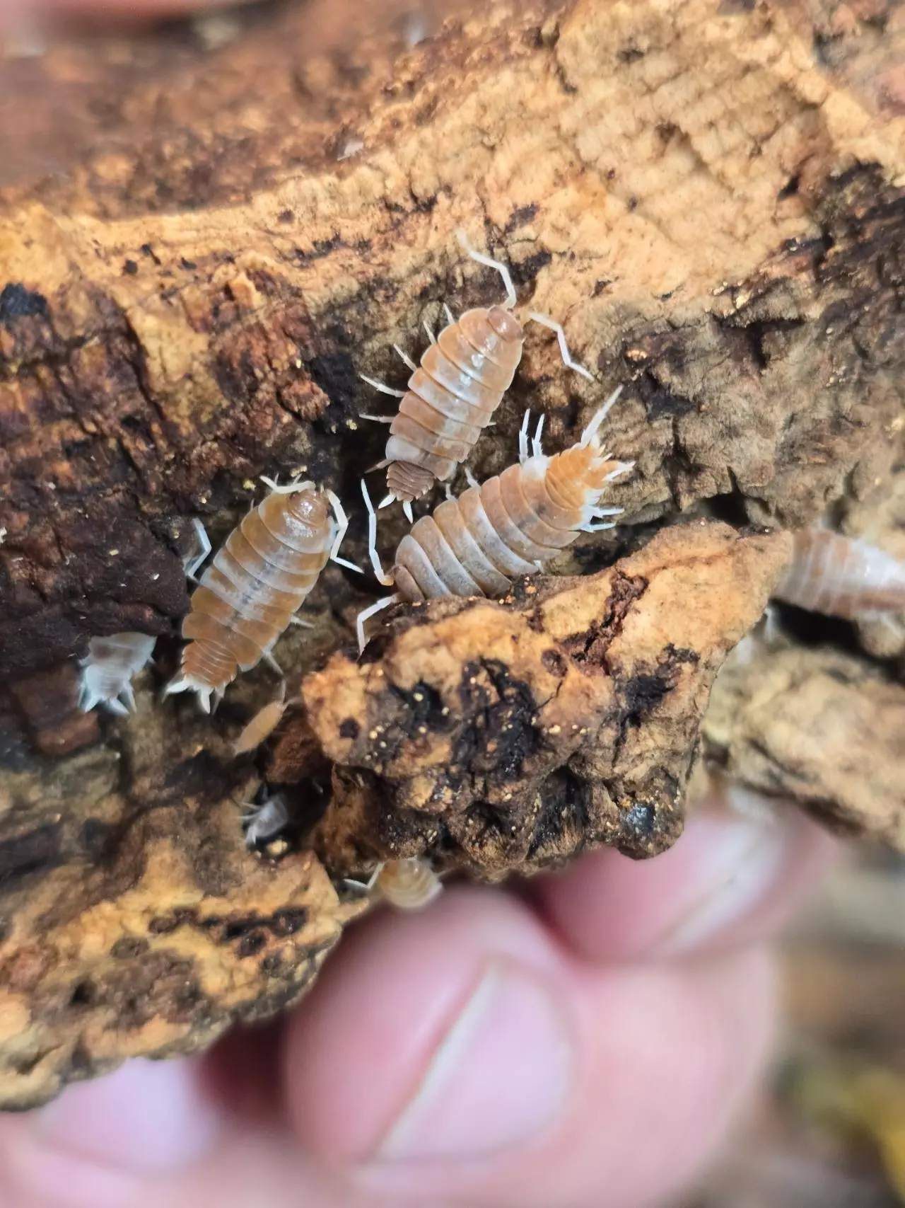 plant/P.pruinosis Orange Cream 10ct-1