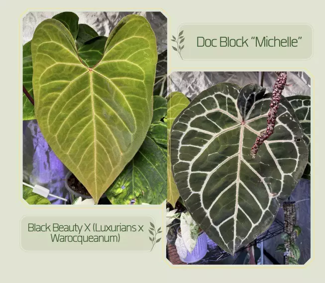 plant/TEM-7 BB Hybrid “Tehlu” x Doc Block “Michelle”-2