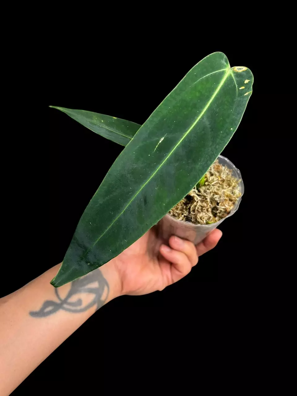 plant/A. Warocqueanum-0