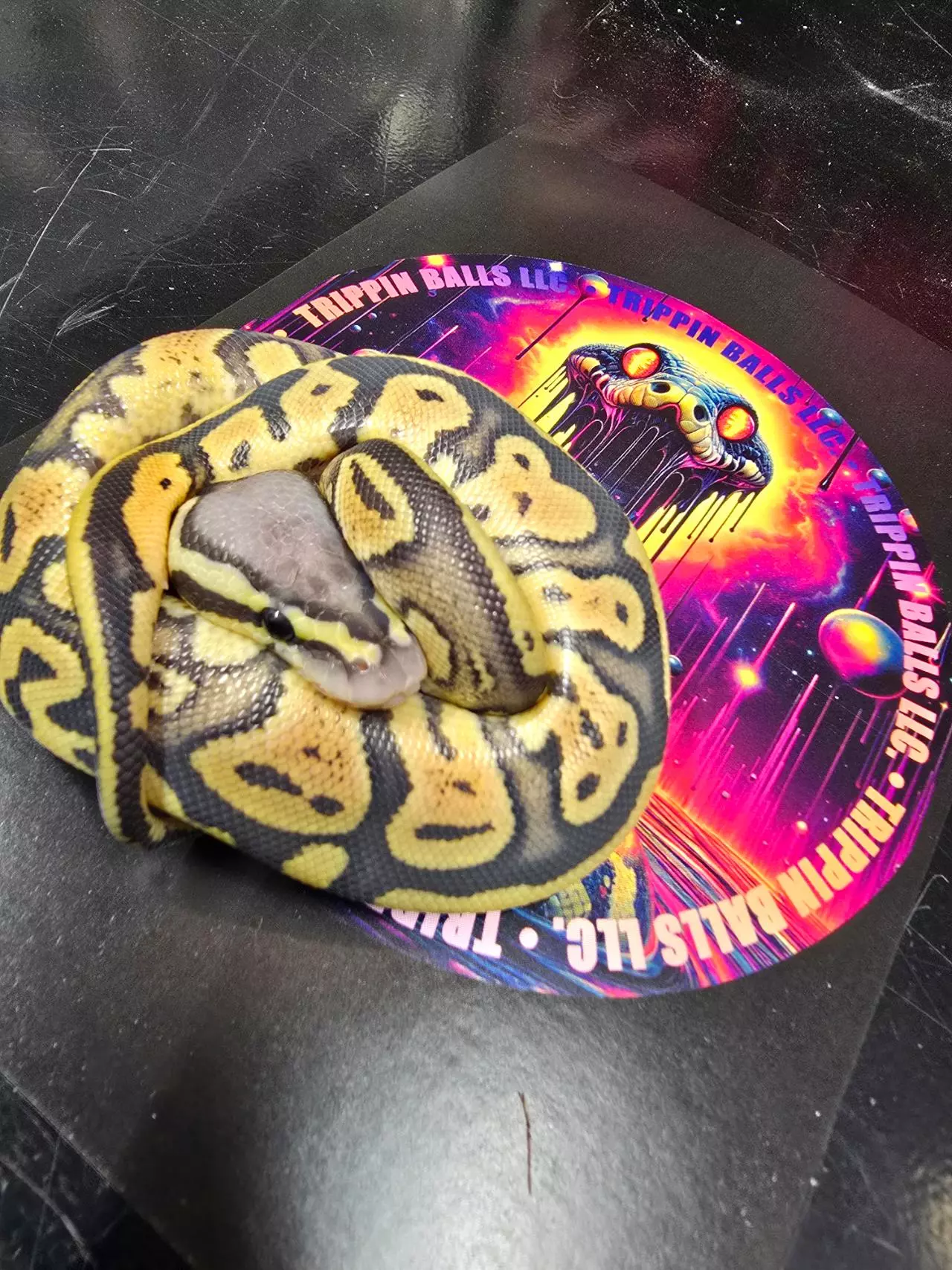 plant/Hypo Pastel 66% Het Pied Female-3