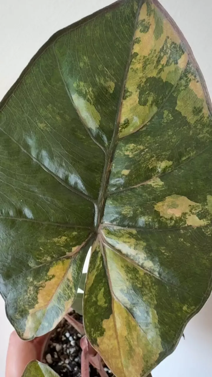 plant/Alocasia Yucatan Princess Aurea Corm-4