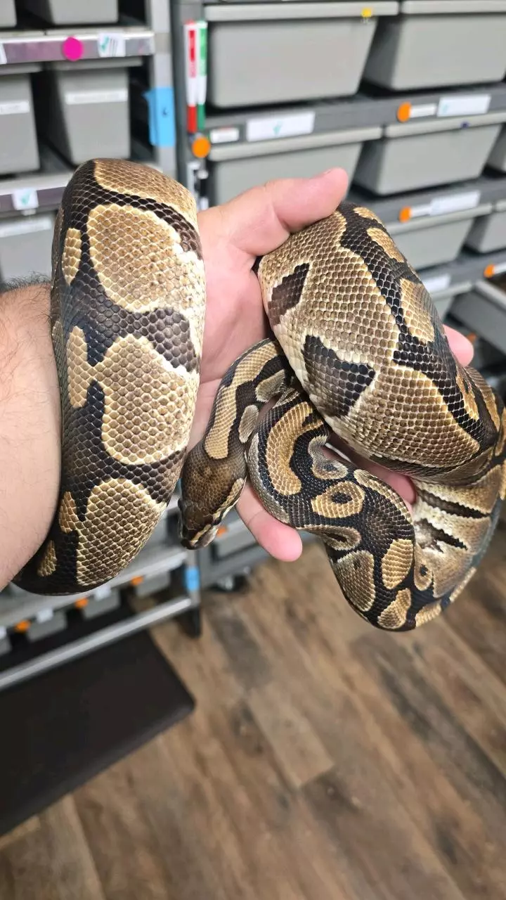 plant/Special RTB Female-0