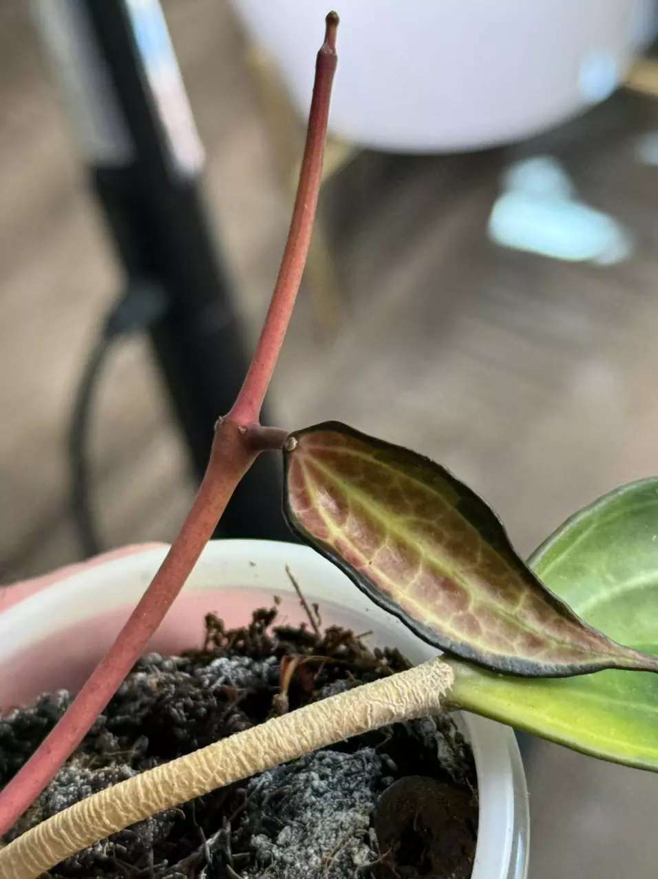 plant/Hoya latifolia 'Pot of Gold'-5