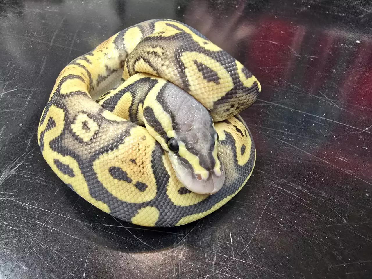 plant/Hypo Pastel 66% Het Pied Female-0