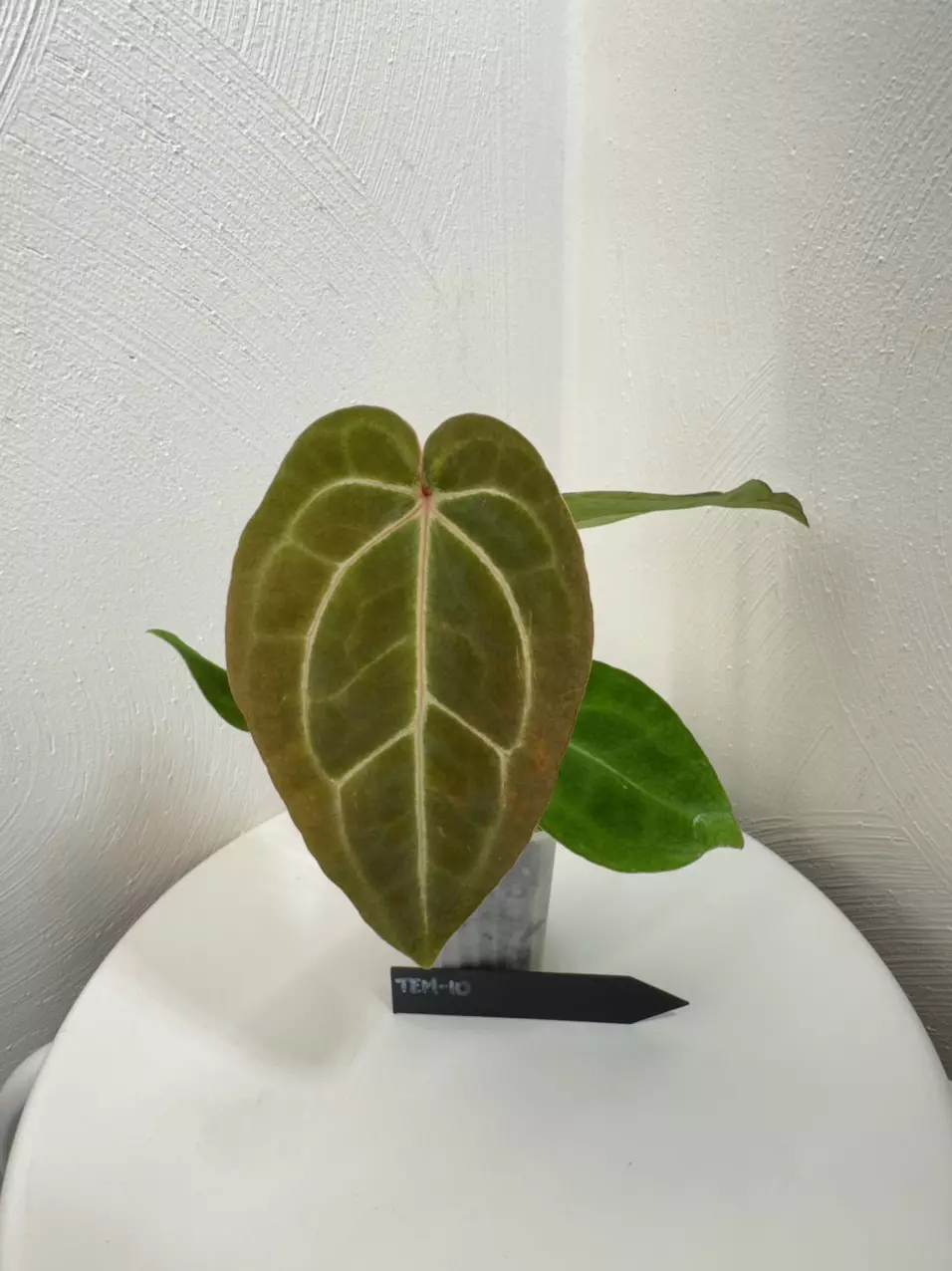 plant/TEM-10 BB Hybrid “Tehlu” x Doc Block “Michelle”-0