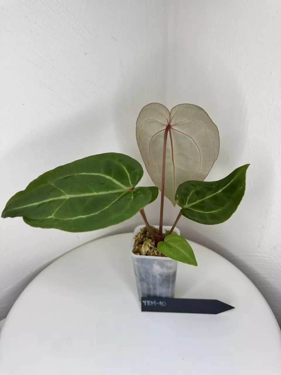 plant/TEM-10 BB Hybrid “Tehlu” x Doc Block “Michelle”-1