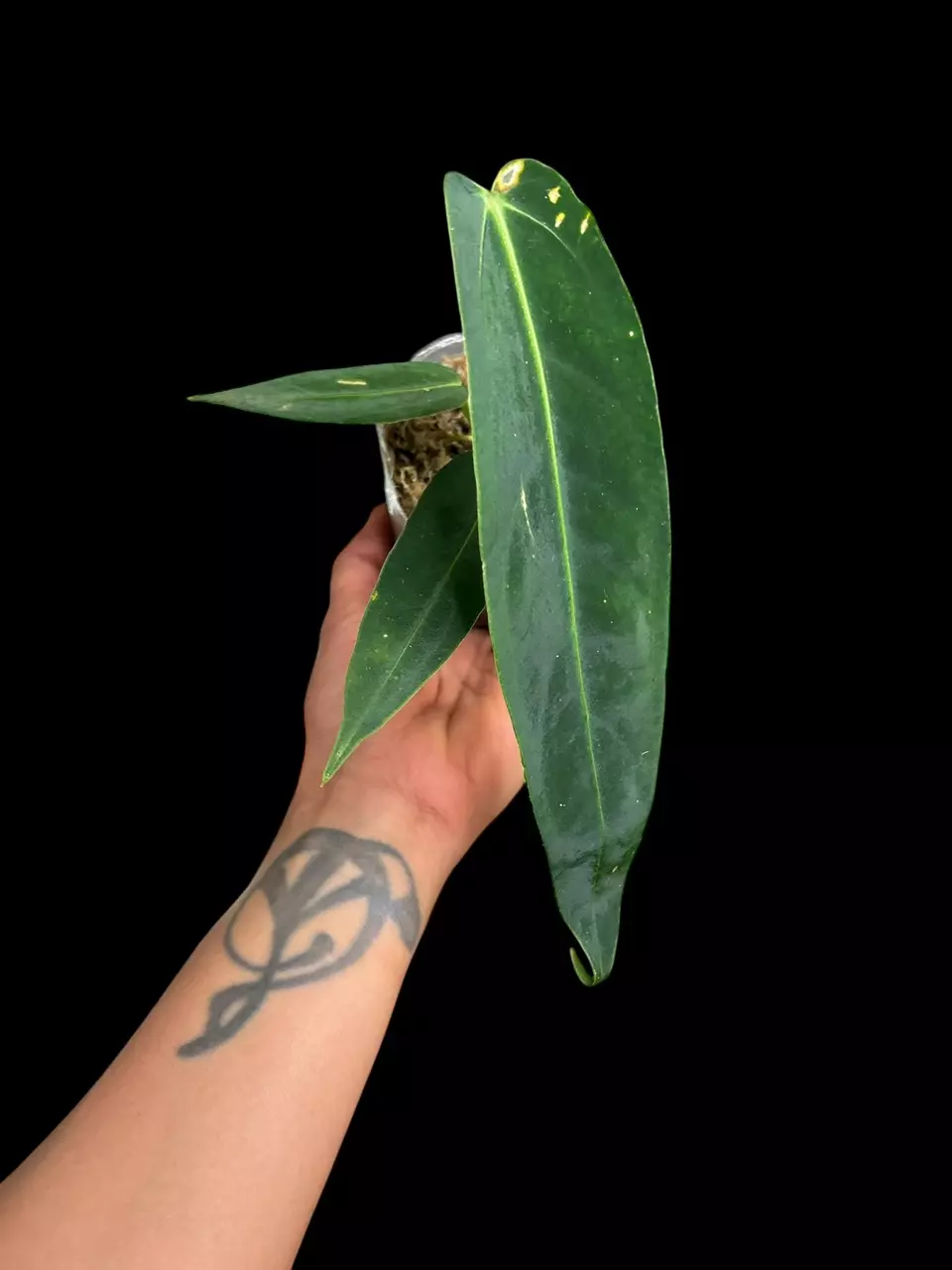 plant/A. Warocqueanum-2