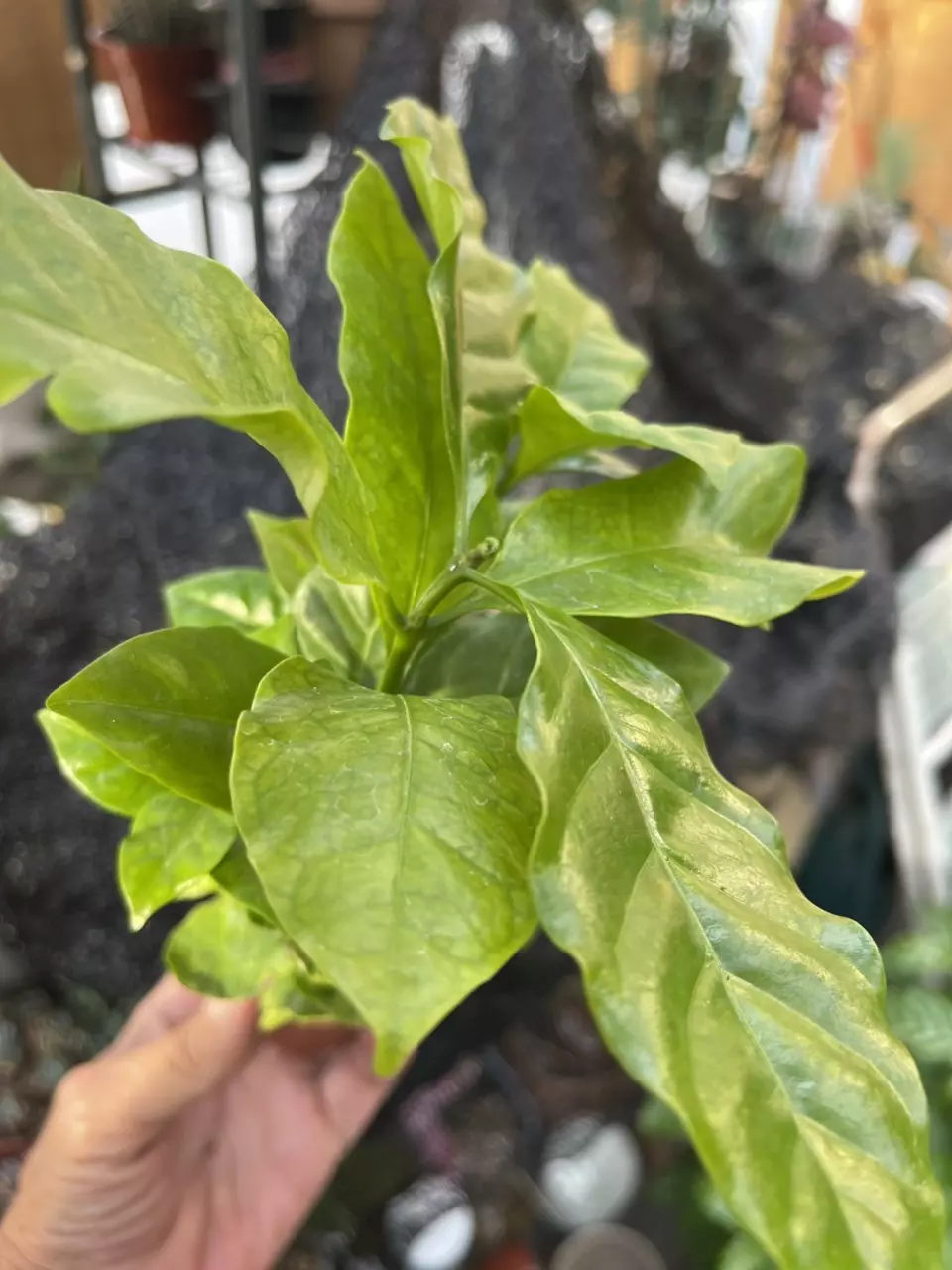 plant/Coffee plant-0