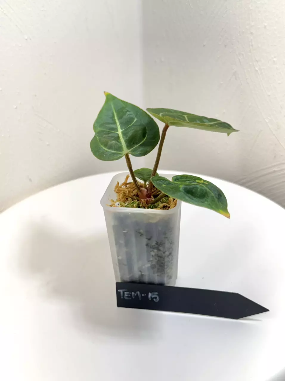 plant/TEM-15 BB Hybrid “Tehlu” x Doc Block “Michelle”-1